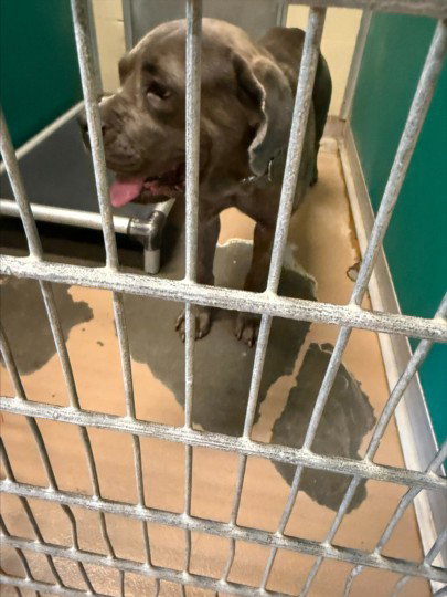 MAXIMUS, a dog for adoption from Galveston County Animal Shelter