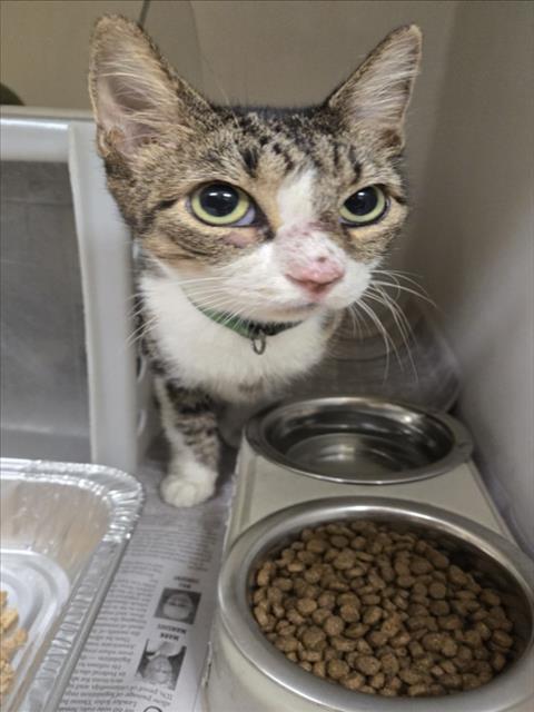 Cleocatra, Domestic Short Hair