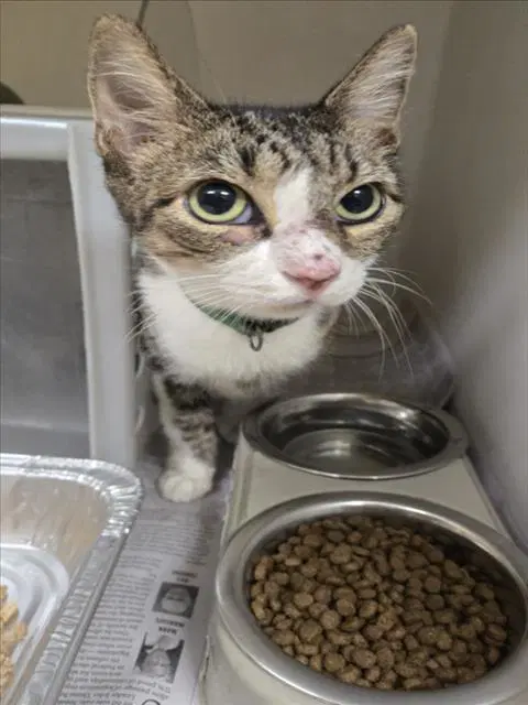 Cleocatra - Domestic Short Hair