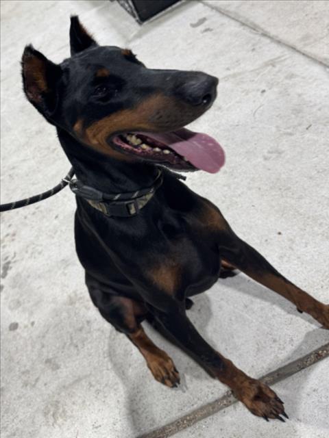 Vegeta, Doberman Pinscher