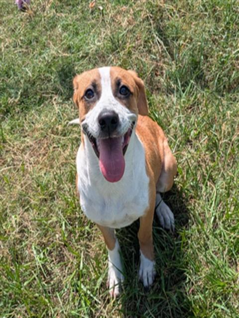 Lucy, Labrador Retriever / Mixed (short coat)