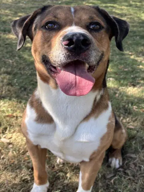 Charlie - Catahoula Leopard Dog