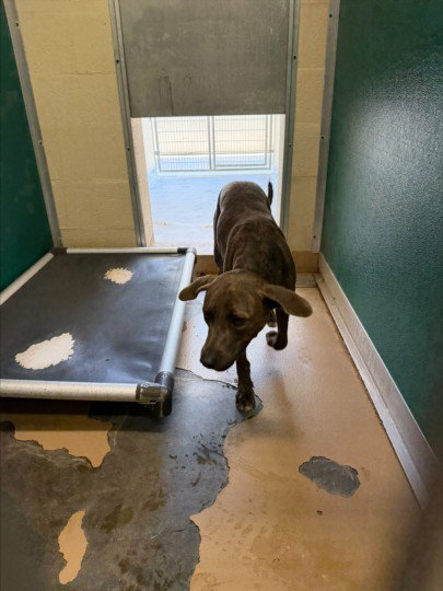 THEODORE, a dog for adoption from Galveston County Animal Shelter