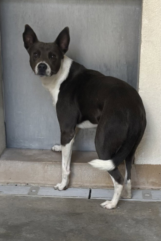 Bubba, Pit Bull Terrier
