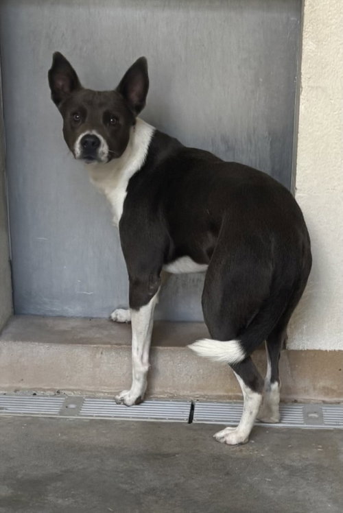 BUBBA, a dog for adoption from Galveston County Animal Shelter
