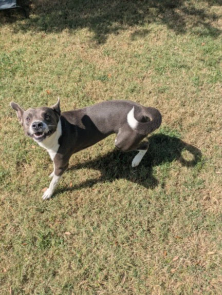 Bubba