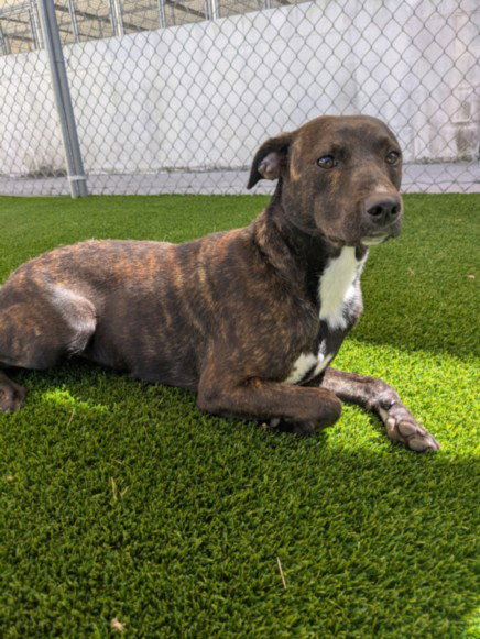 Bonbon, Pit Bull Terrier / Mixed (short coat)
