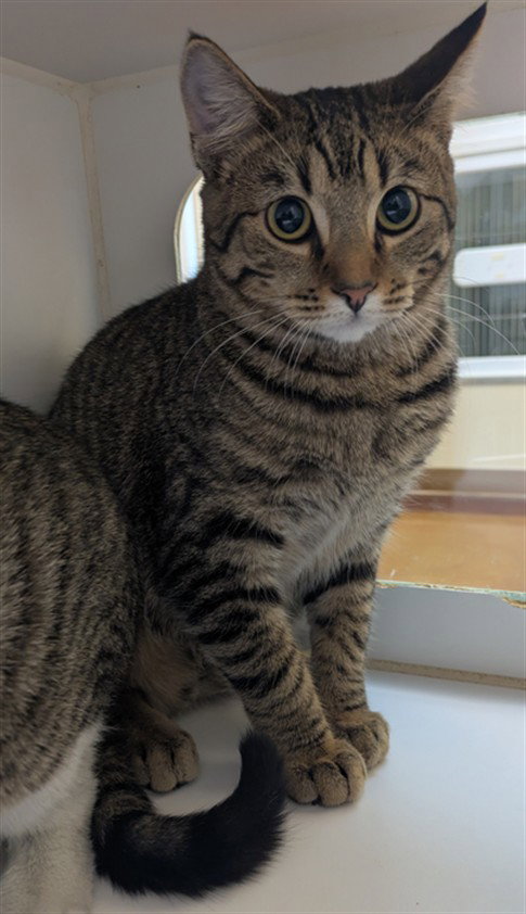 JERRY, a cat for adoption from Galveston County Animal Shelter