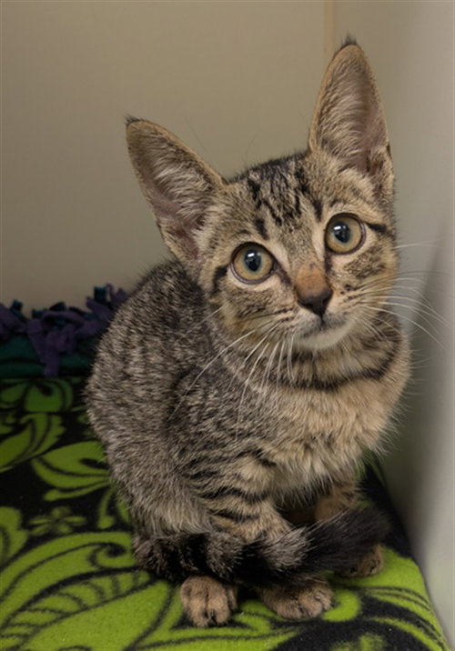 TEENIE WEENIE, a cat for adoption from Galveston County Animal Shelter