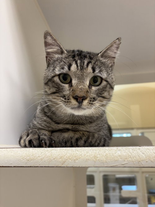 Meowster, Domestic Short Hair (short coat)