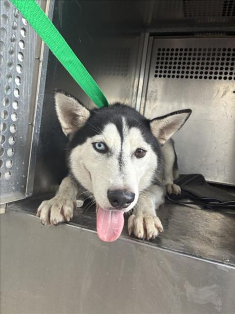 Fluffernutter, Husky (medium coat)