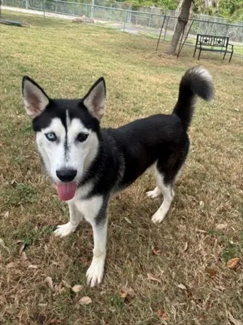 Fluffernutter - Husky