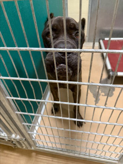 Porkchop, Cane Corso Mastiff (short coat)