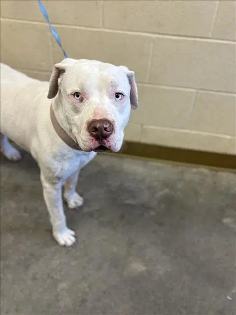 Ghost - American Pit Bull Terrier