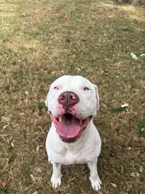 Ghost - American Pit Bull Terrier