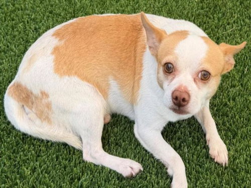 Nugget, Chihuahua / Mixed (short coat)