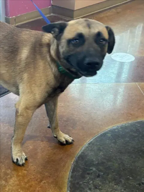 Jimmy - German Shepherd Dog