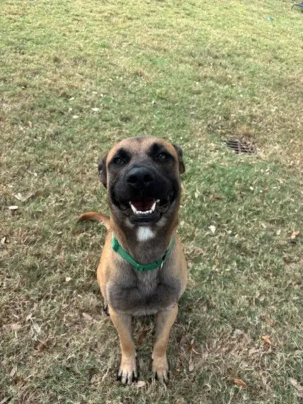 Jimmy - German Shepherd Dog