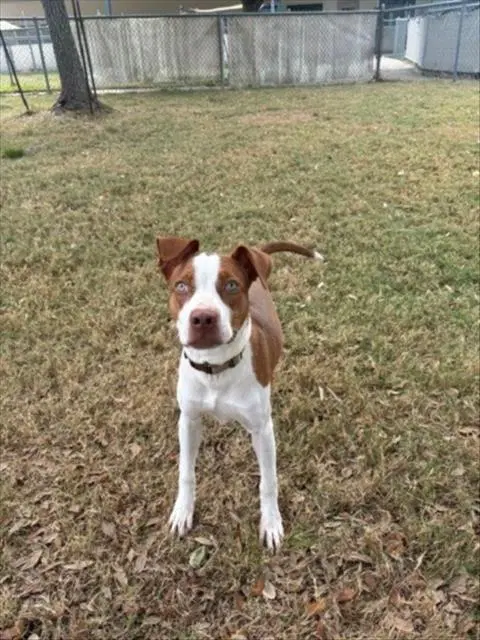 Bean - Pointer