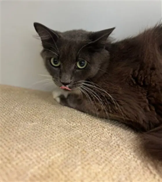 Ashley - Domestic Medium Hair