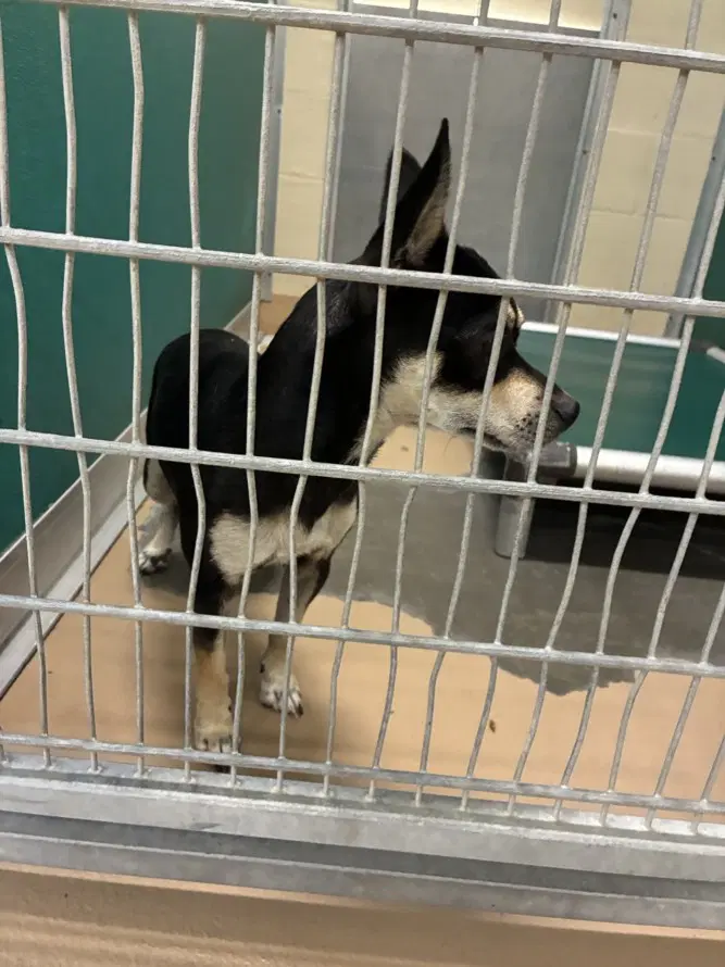 Chico - Chihuahua
