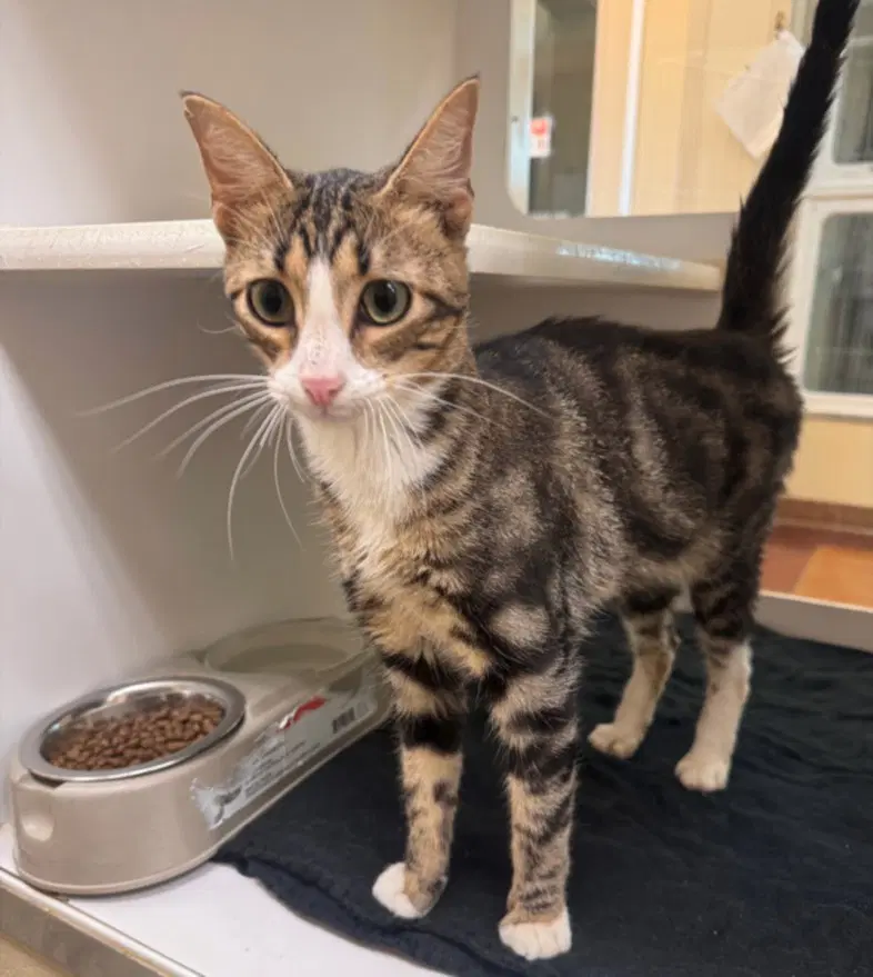 Poe - Domestic Short Hair