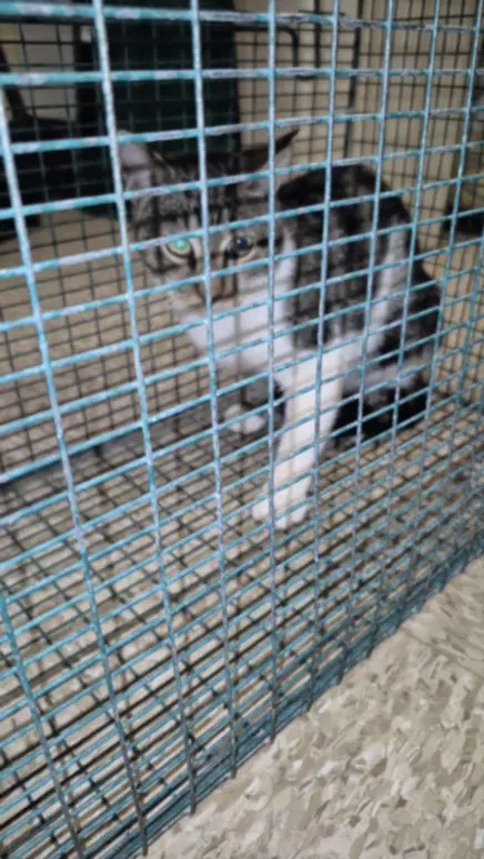 Unknown - Domestic Short Hair