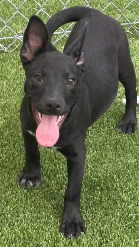Porsche - American Pit Bull Terrier