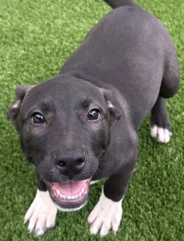 Tesla - Pit Bull Terrier