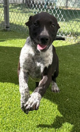 SIRIUS