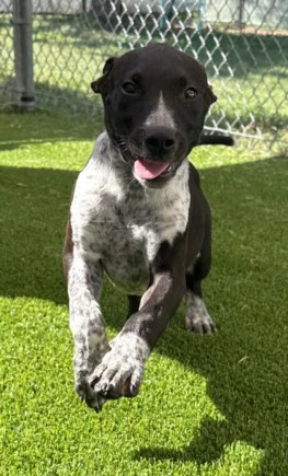 Sirius