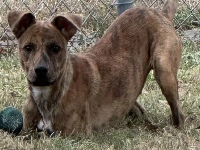 Bison - Pit Bull Terrier