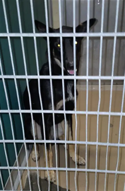 Douglas - German Shepherd Dog