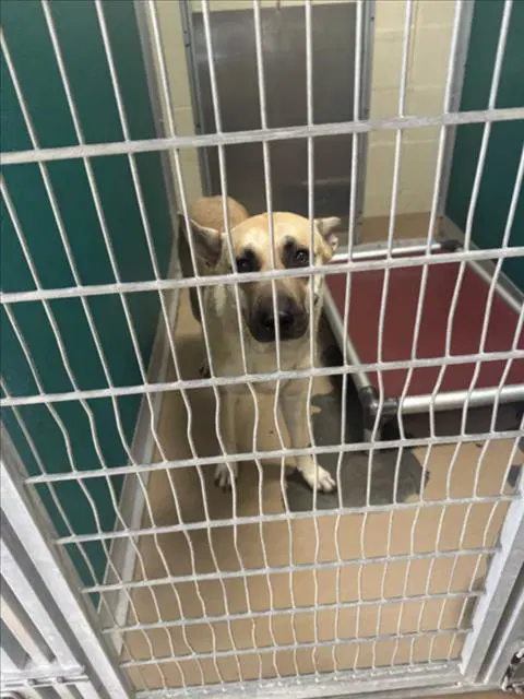 Clover - Black Mouth Cur