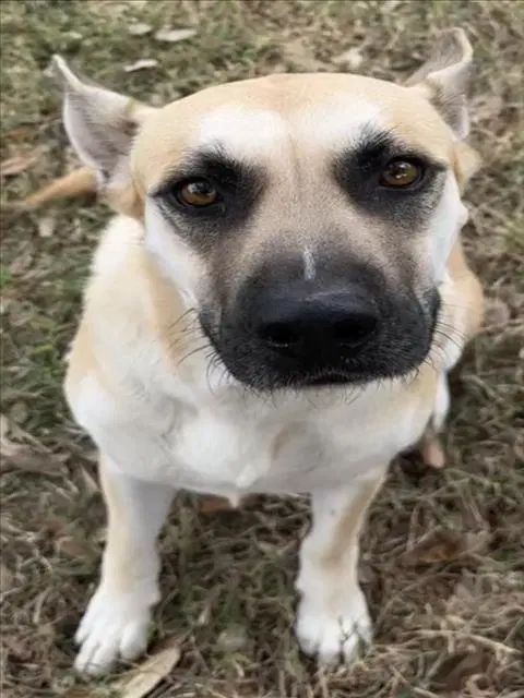 Clover - Black Mouth Cur