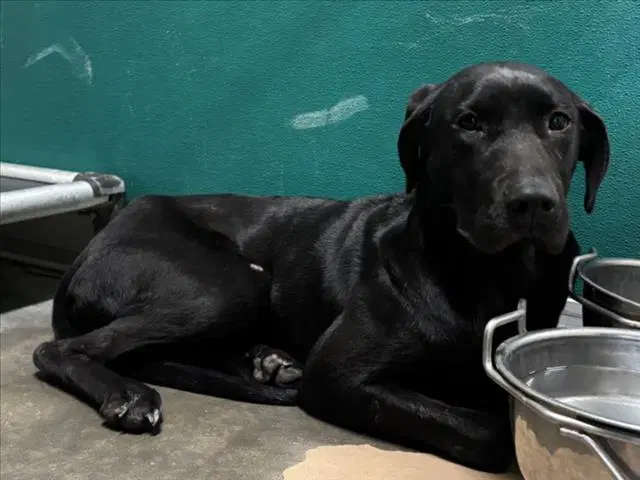 Ellie - Labrador Retriever