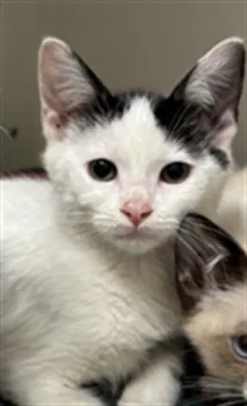 Sweet Pea - Domestic Short Hair