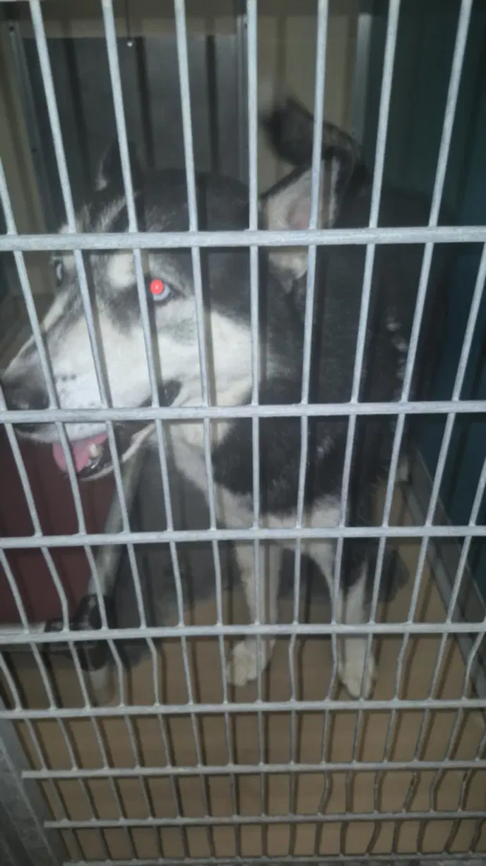 Peter Barker - Husky
