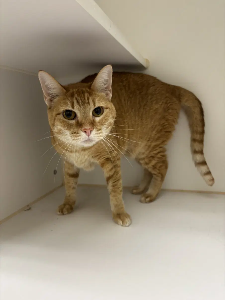 Laylah - Domestic Short Hair