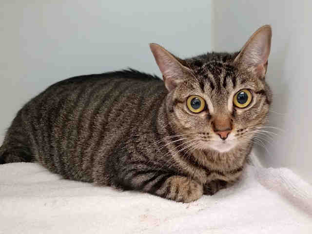 Jessica - Domestic Short Hair