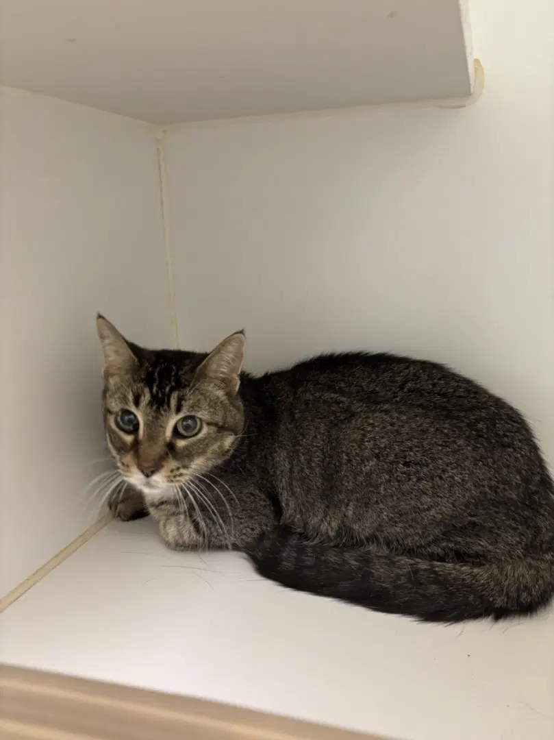Fallon - Domestic Short Hair