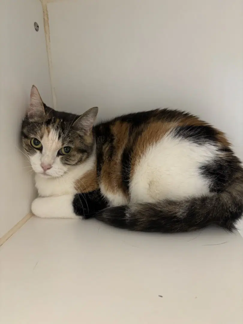Chacha - Domestic Short Hair