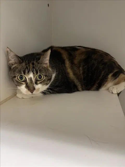 Gabby image 1