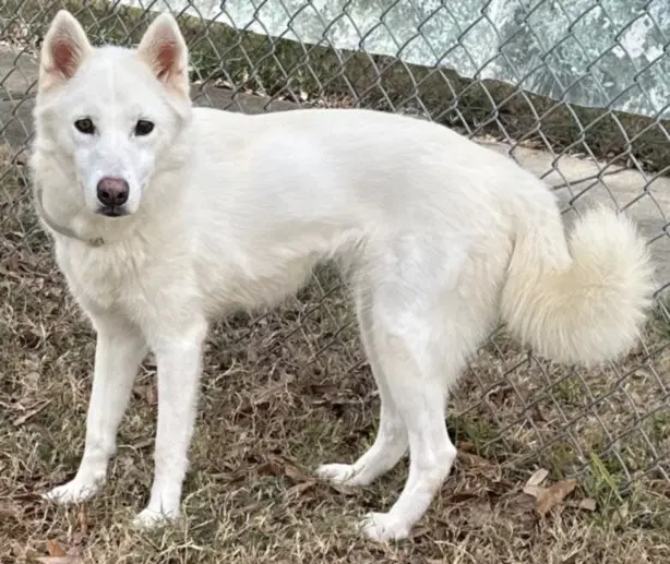 Snow - German Shepherd Dog