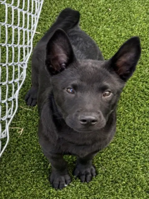 Smokey - Labrador Retriever