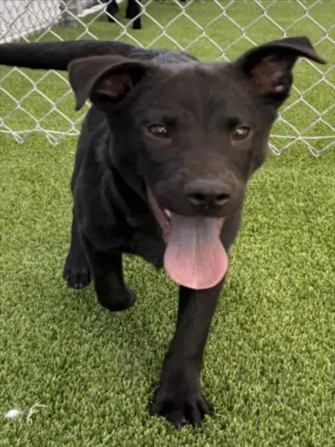Shadow - Labrador Retriever