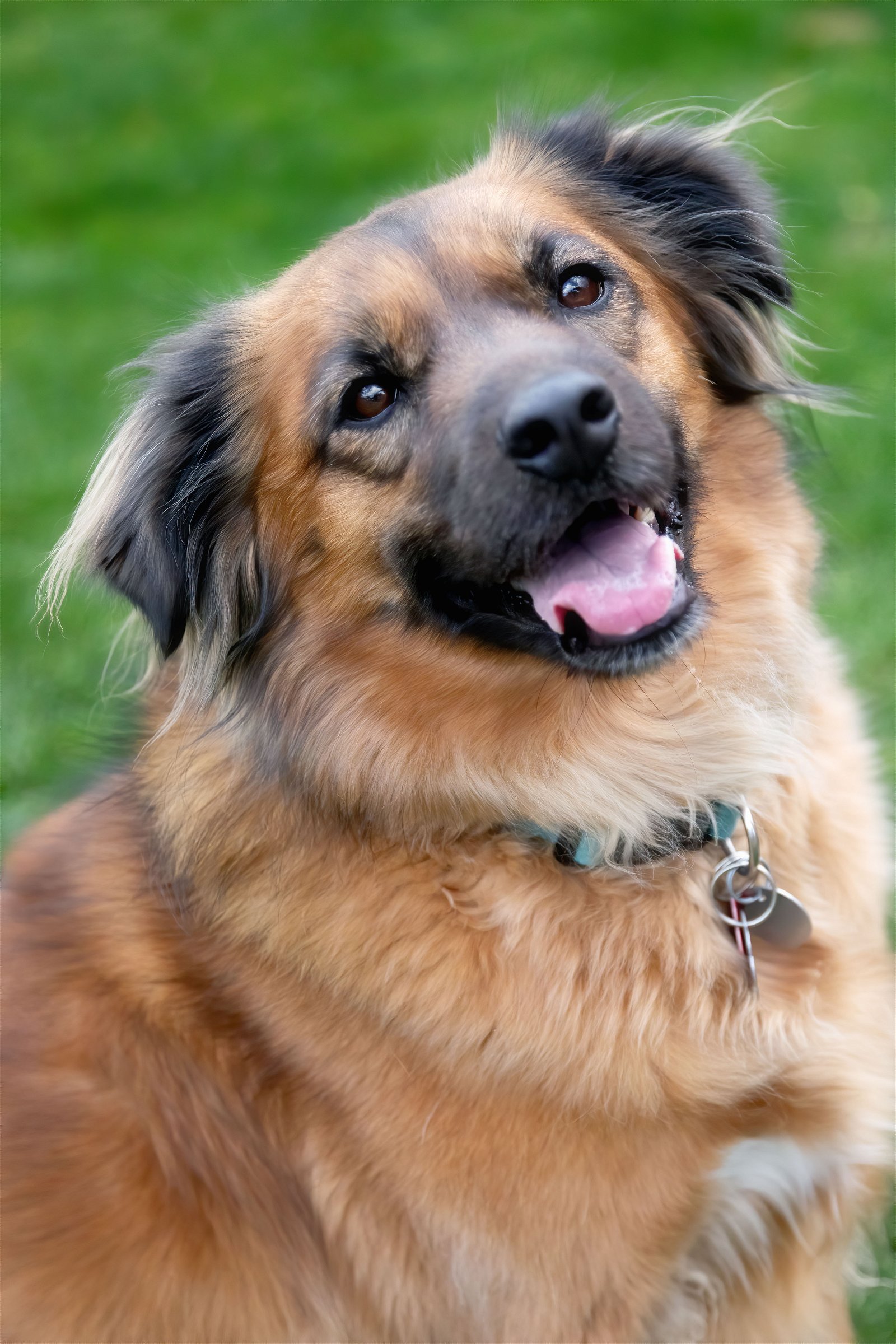 adoptable Dog in Scottsdale, AZ named PRINCESS GRACE