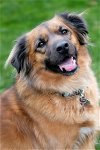 adoptable Dog in scottsdale, az, AZ named PRINCESS GRACE