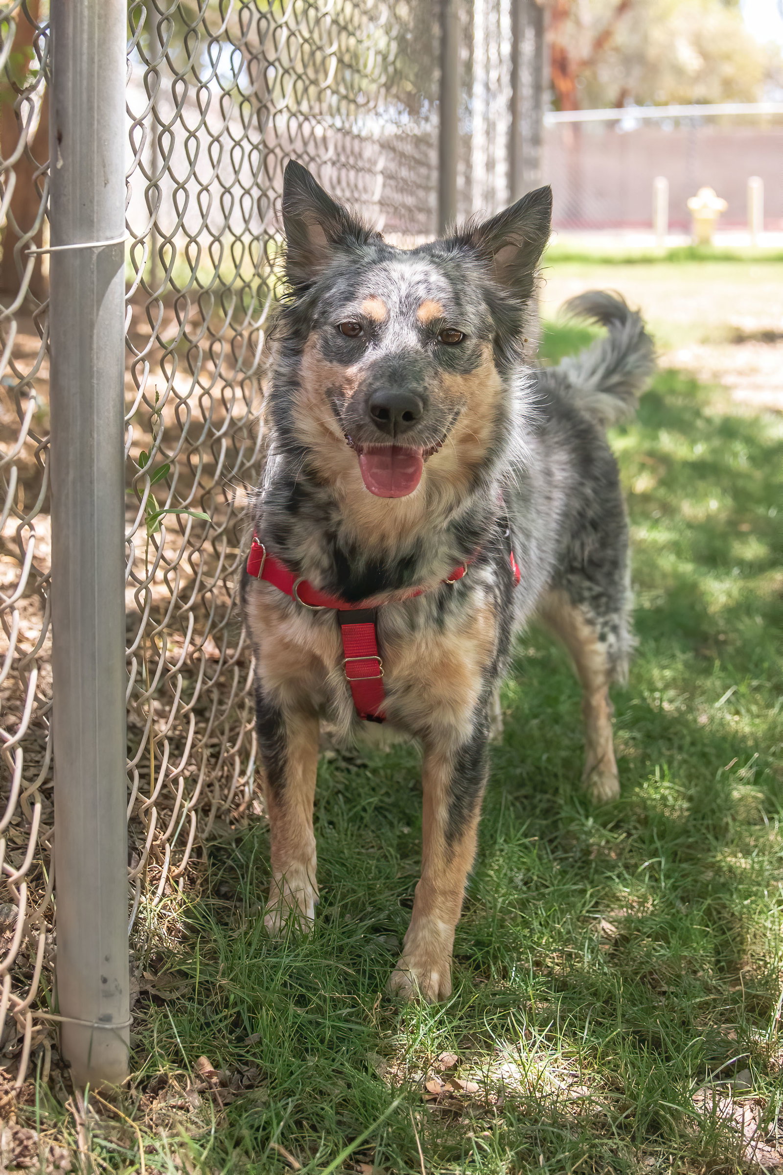 Dog for Adoption PAISLEY **Texas Heeler**, a Australian Cattle Dog