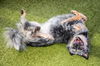 PAISLEY **Texas Heeler**